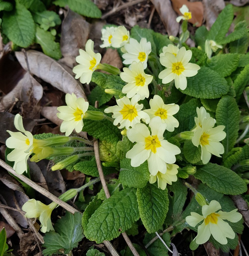 primroses in full bloom