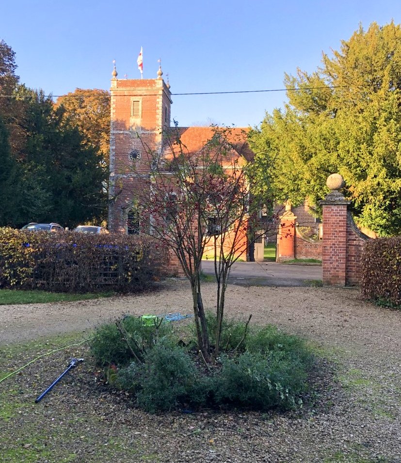 Rose bush in the middle of a driveway with red brick church behind